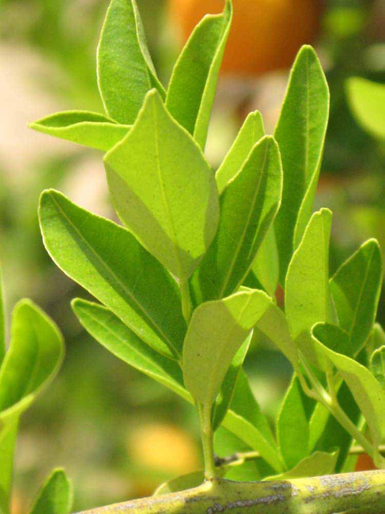              Sun leaves (Riverside, CA)       